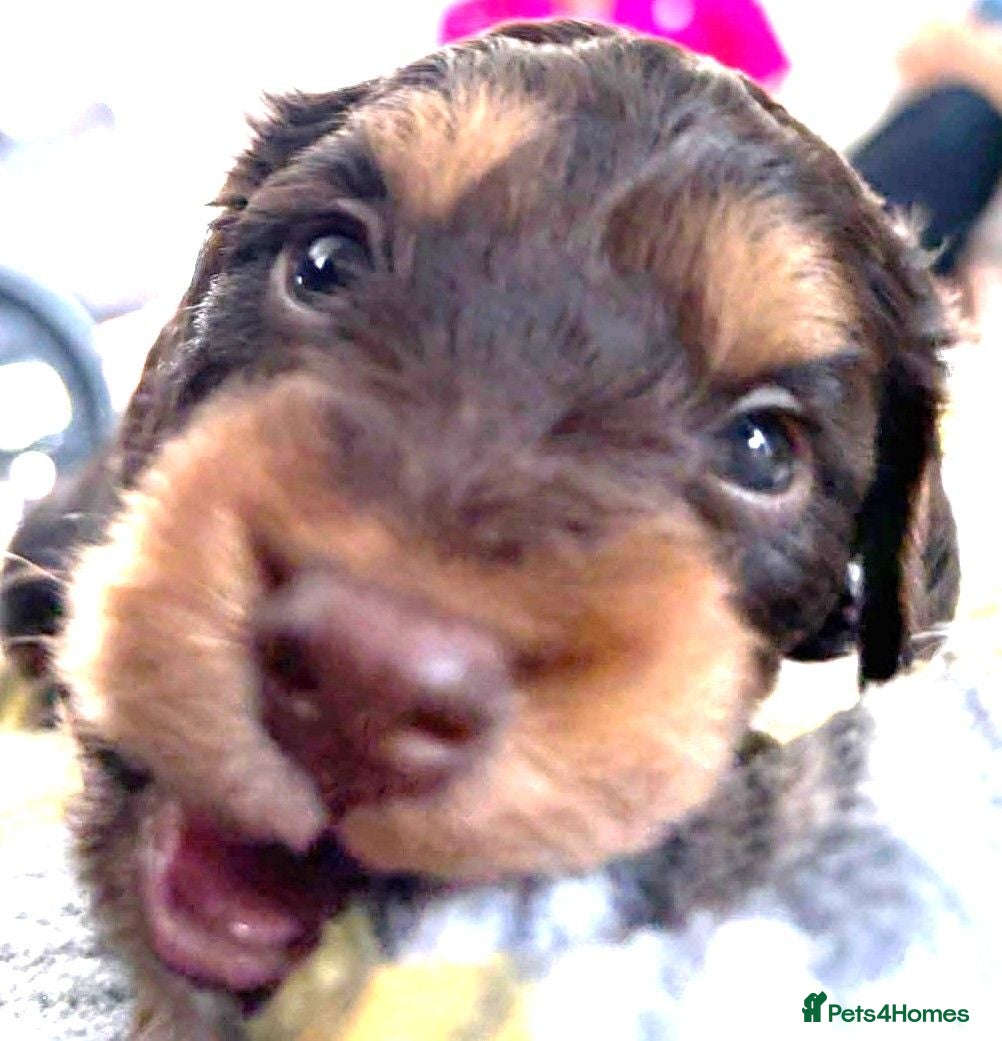 Cockapoo dogs 4 Stunning F1 Cockapoos 3 boys 1 girl - Advert 1