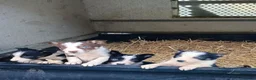 Border Collie dogs for sale: Border collie pups  in Strathaven - Advert 7