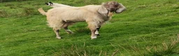 Goats livestock for sale: Pedigree Anglo Nubian Buck for sale in Carmarthen - Advert 6