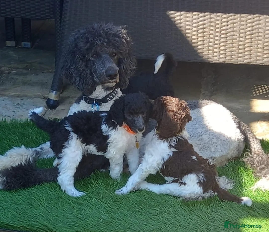 Standard Poodle dogs for sale: Standard Parti Poodles wait list now open in Epping - Advert 11
