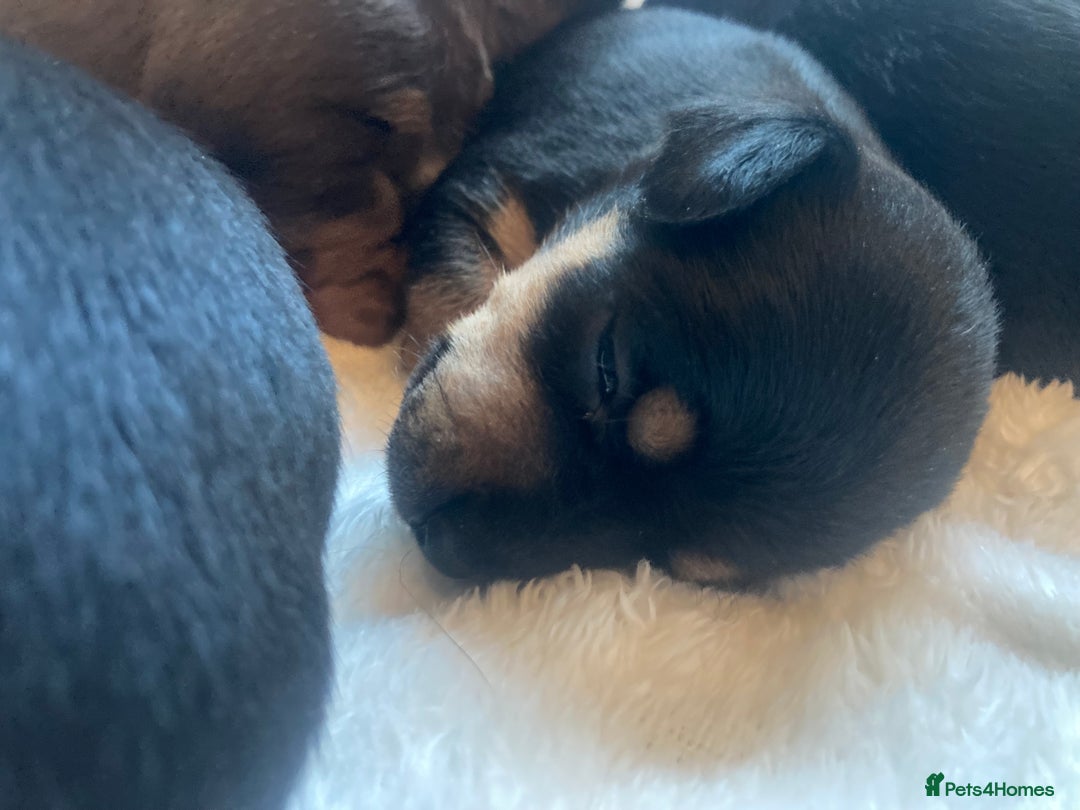 Jack Russell dogs for sale: Miniature Jack Russells  - Image 7