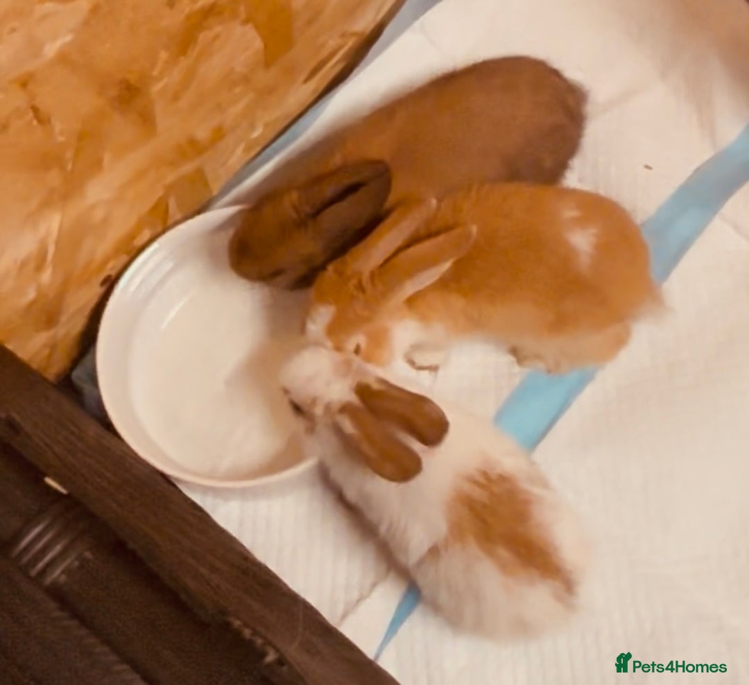 Mini Lop rabbits for sale: Mini Lops & H/LopxLion nearly7w Read description) - Image 11
