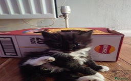 Mixed Breed cats for sale: Maine coon mix kittens  - Image 9