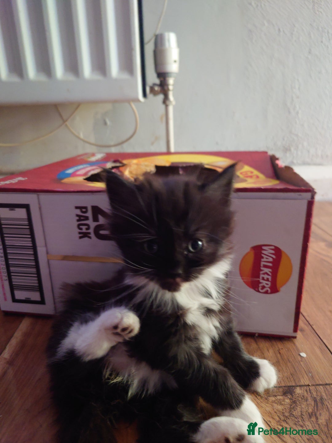 Mixed Breed cats for sale: Maine coon mix kittens  - Image 9