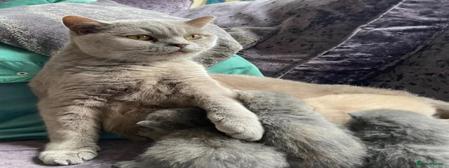 Margo