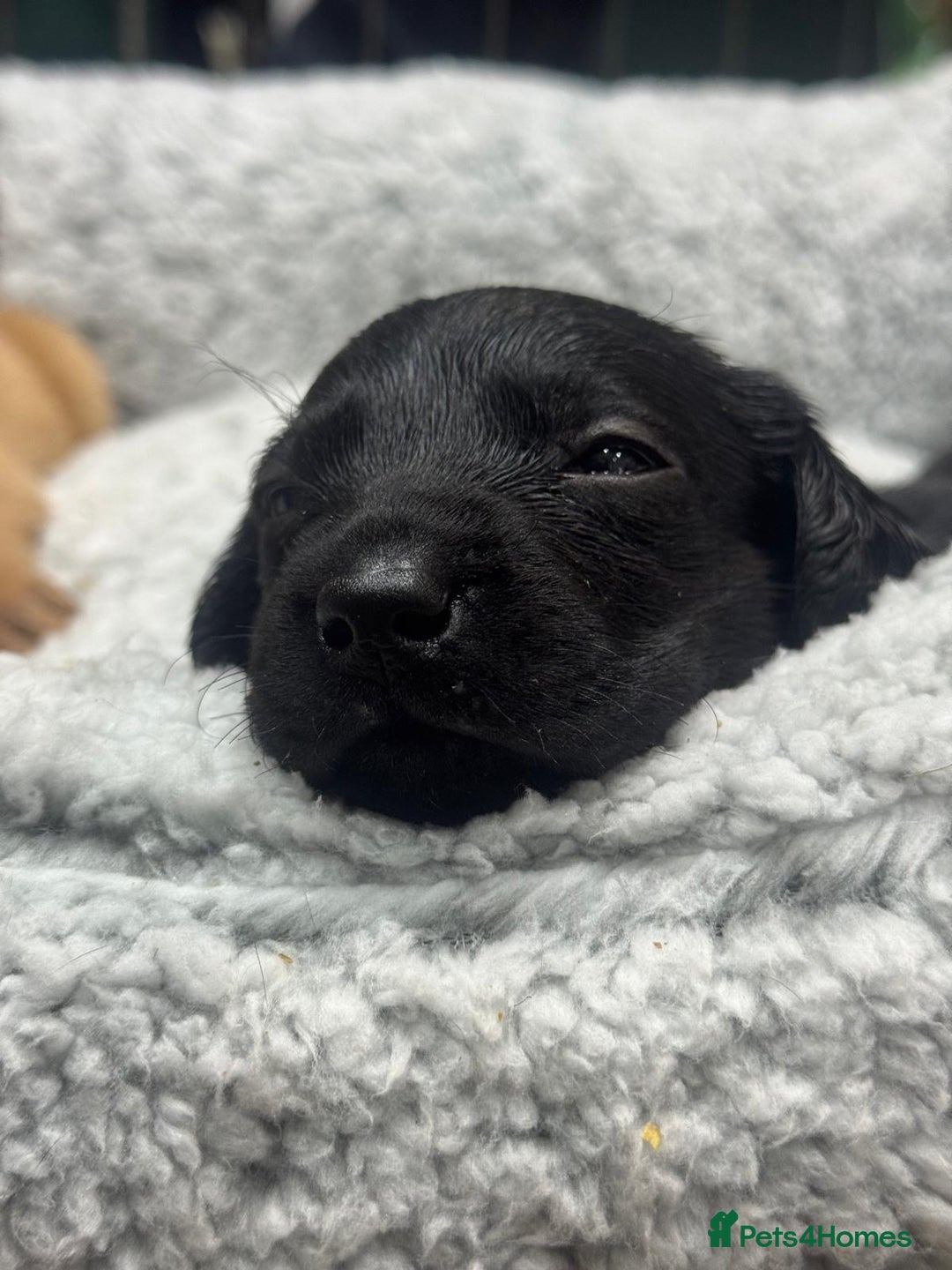 Labrador Retriever dogs for sale: Labrador Puppies  - Advert 13