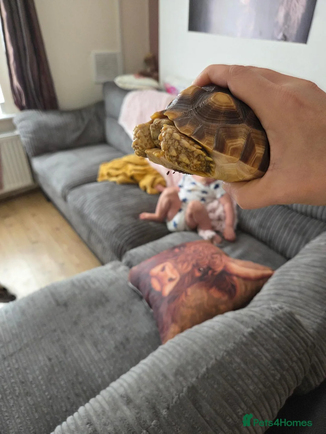 Tortoise reptiles for sale: Beautifull sulcata female  in Mountain Ash - Advert 1