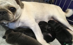 Pug dogs for sale: Platinum pug girls vaccinated Insured microchipped - Image 5