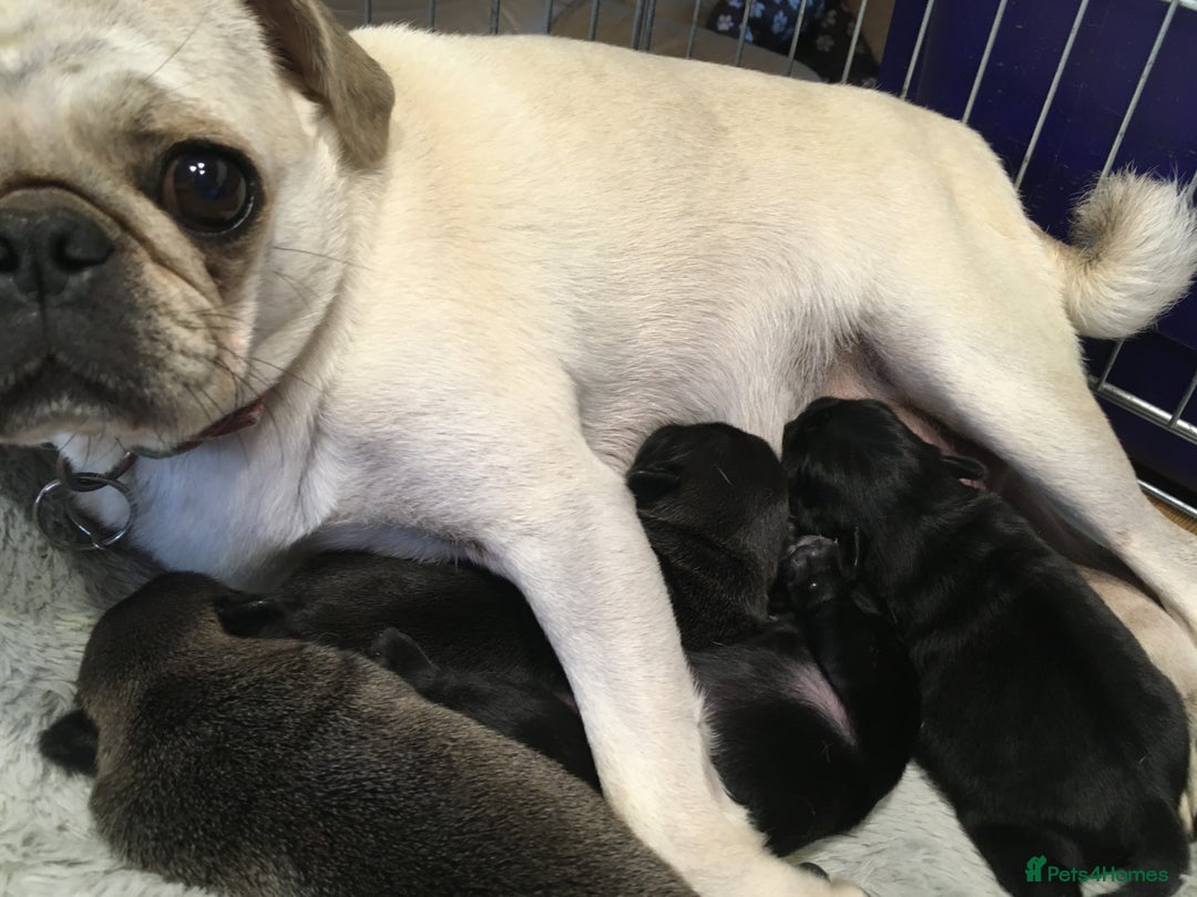 Pug dogs for sale: Platinum pug girls vaccinated Insured microchipped - Image 5