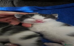 Domestic Shorthair cats for sale: A little of 5 beautiful kittens! - Advert 16