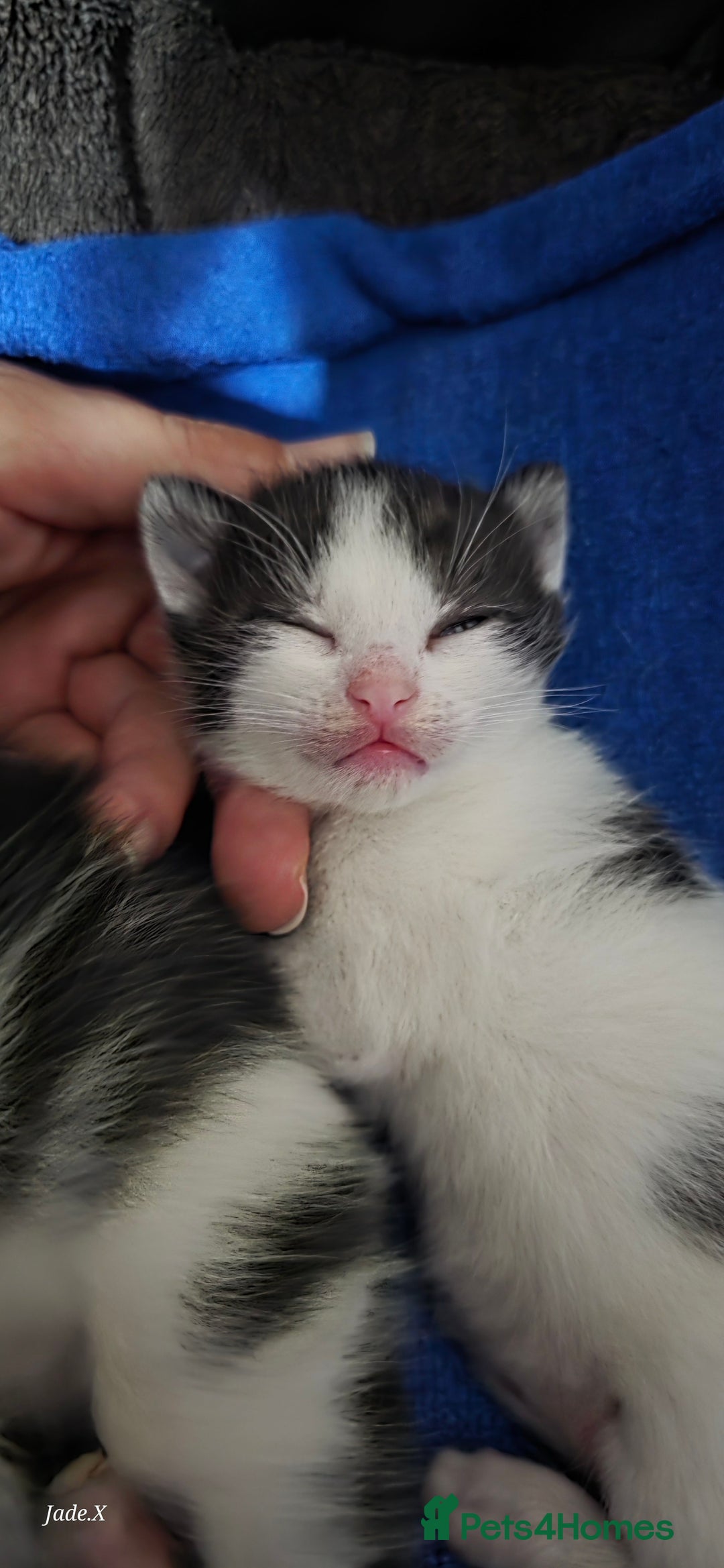 Domestic Shorthair cats for sale: A little of 5 beautiful kittens! - Advert 16