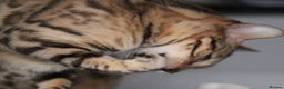 Bengal cats for sale: Exceptional Seal Sepia Bengal Queen  - Advert 19