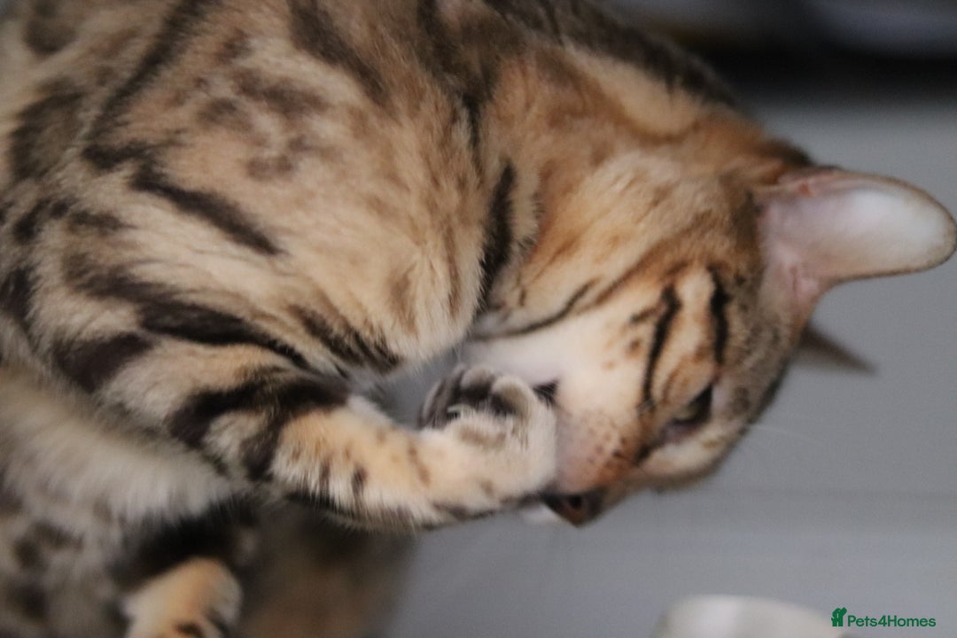 Bengal cats for sale: Exceptional Seal Sepia Bengal Queen  - Advert 19