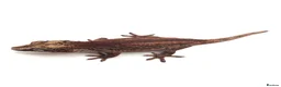 Gecko reptiles for sale: Gargoyles gecko and crested geckos  - Advert 14