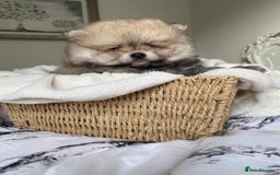Pomeranian dogs for sale: Pomeranian  - Image 9