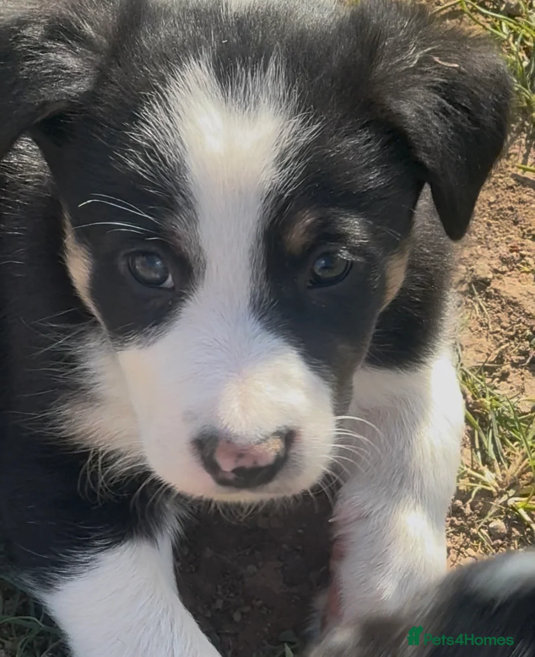 Border Collie dogs for sale: Male Highly intelligent easily trained  - Advert 1