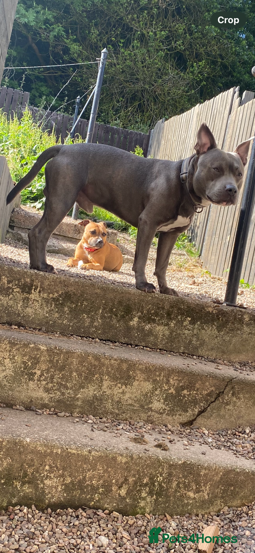 Staffordshire Bull Terrier dogs for sale: Staffordshire bull terrier Puppies  - Image 23