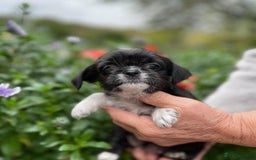 Mixed Breed dogs for sale: Beautiful Chi shi's puppies - Image 5