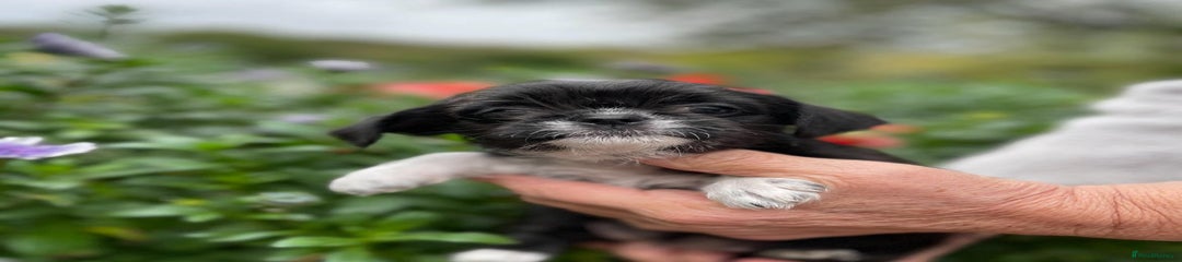 Mixed Breed Puppy 3