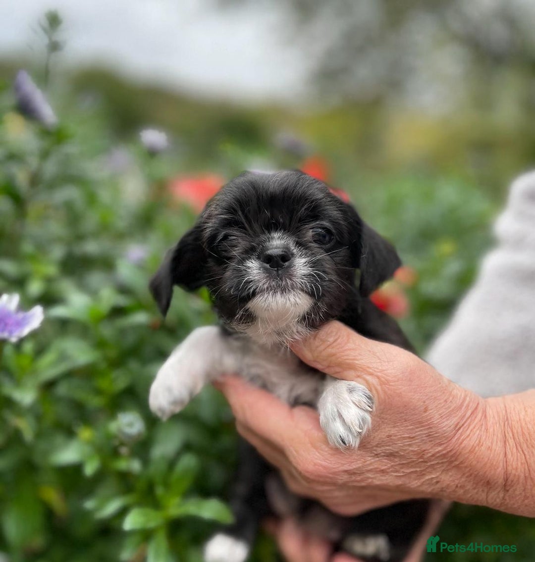 Mixed Breed dogs for sale: Beautiful Chi shi's puppies - Image 5