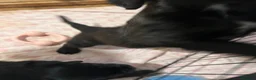 Mixed Breed dogs for sale: Beautiful Spaniel Puppies in Washington - Advert 10