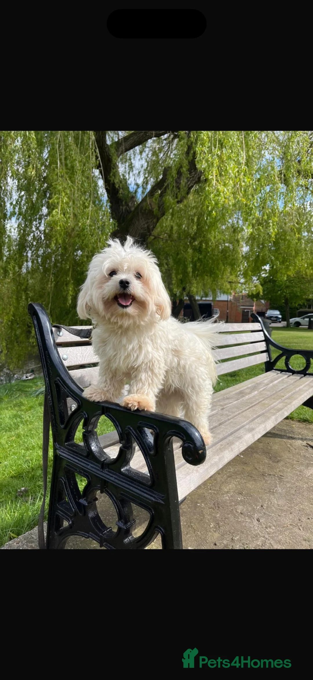 Maltese dogs for sale: 🤩 2 stunning Maltese 🤩 - Advert 9