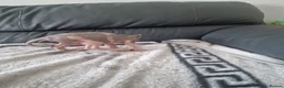 Sphynx cats for sale: Canadian Sphynx Kittens Looking for Loving Homes  - Advert 16
