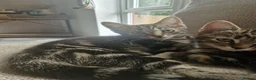 Domestic Shorthair cats for sale: Ready to go  - Advert 6