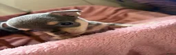 Chihuahua dogs for sale: 2 female quality chi pups available  - Advert 8