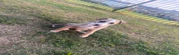 Mixed Breed dogs for sale: Lurcher bitch in Crook - Advert 2
