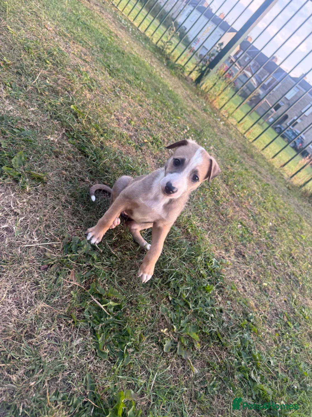 Mixed Breed dogs for sale: Lurcher bitch in Crook - Advert 2