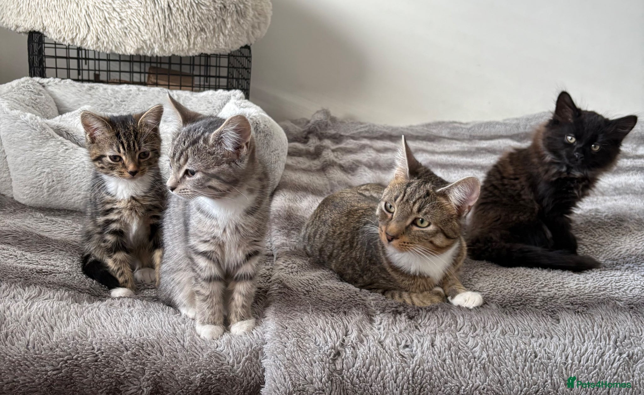 Mixed Breed cats British shorthair X Bengal kittens - Advert 2