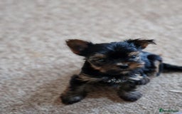 Yorkshire Terrier dogs for sale: Hi Mini Yorkshire Terrier for sale - Image 13