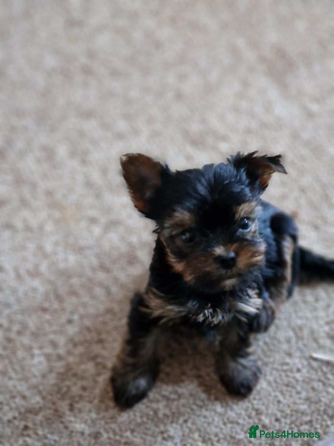 Yorkshire Terrier dogs for sale: Hi Mini Yorkshire Terrier for sale - Image 13