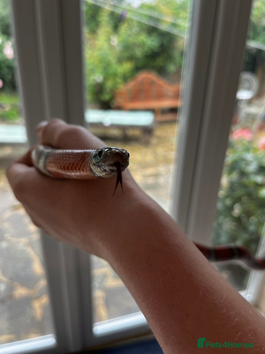 Milk Snake reptiles for sale: Healthy 10 year old Mexican milk snake - Image 7