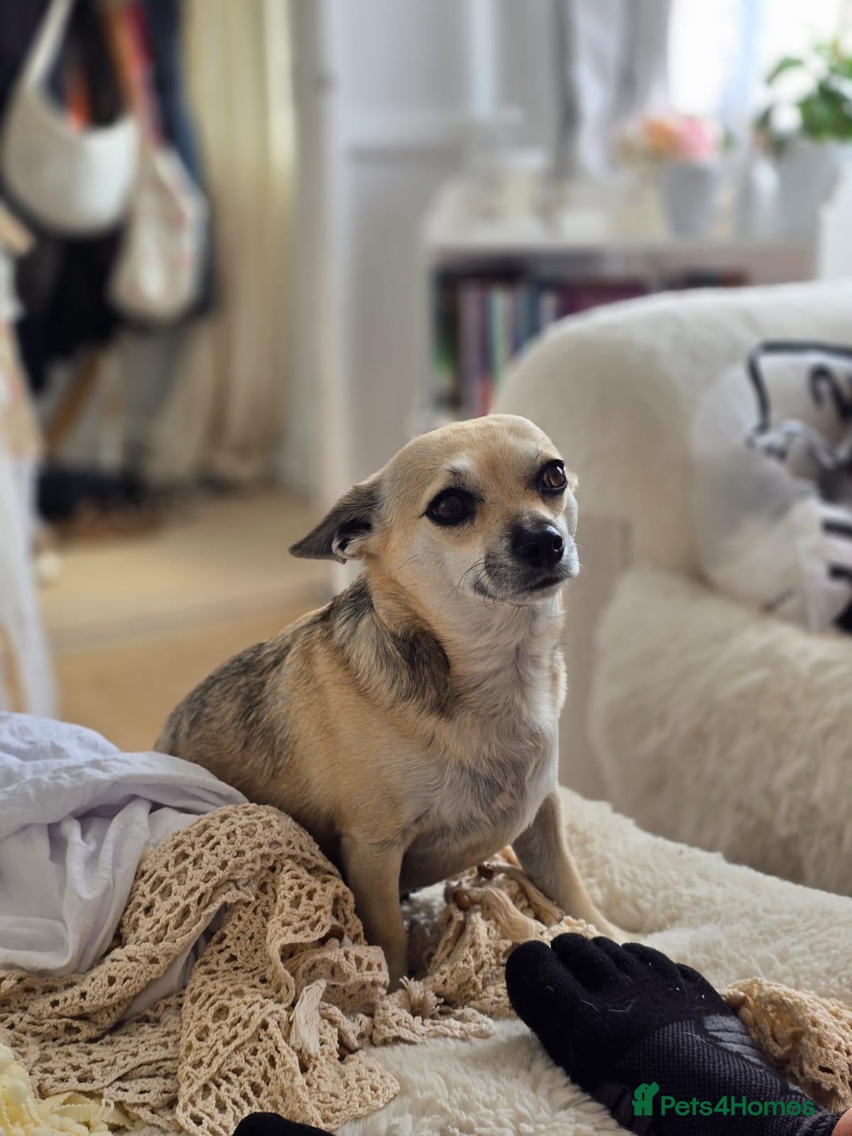 Jack Chi dogs Male Chi x Jack  - Advert 1