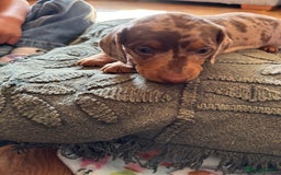 Dachshund dogs for sale: Gorgeous Dappled Dachshund Boy - Image 3