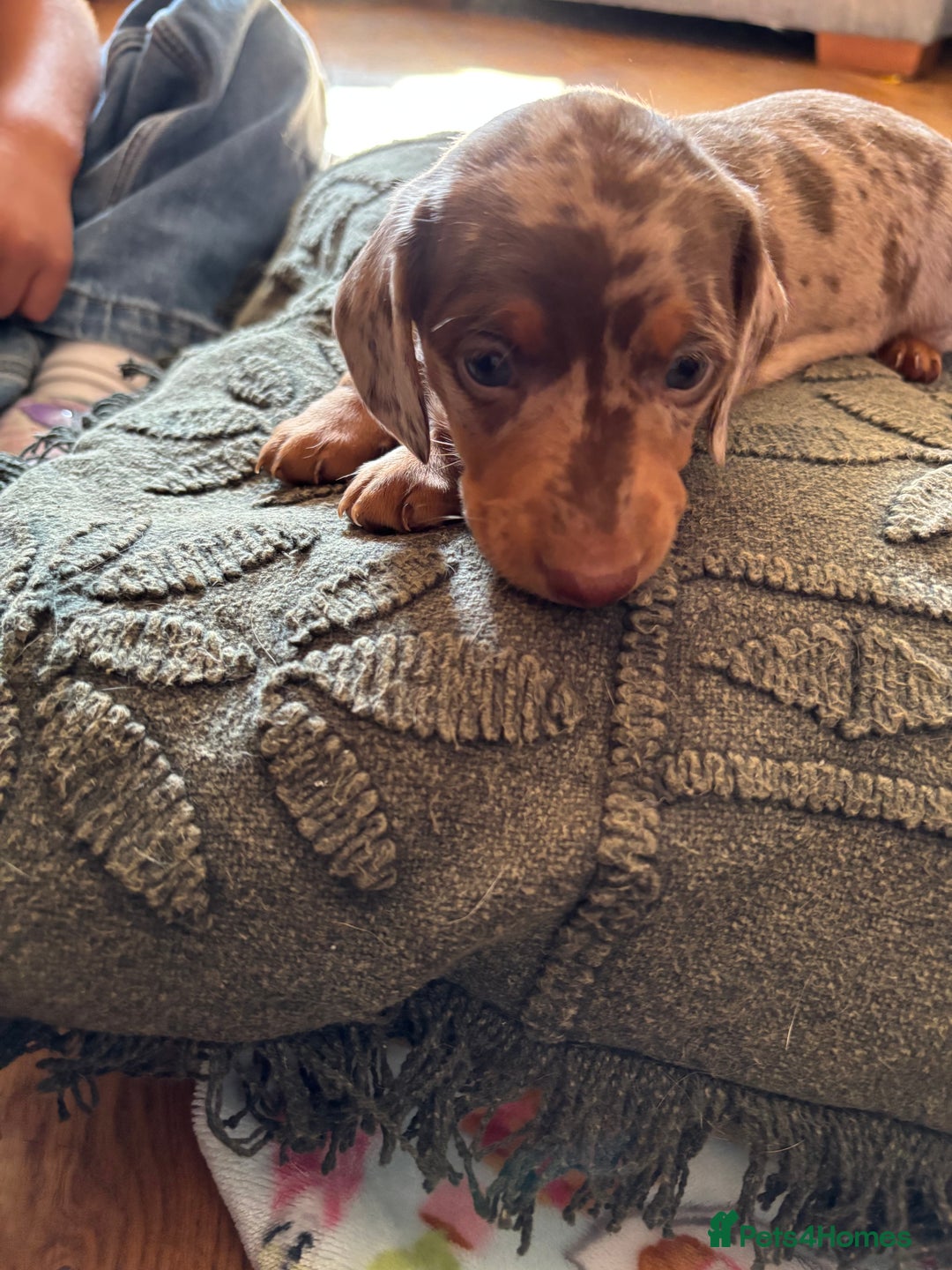 Dachshund dogs for sale: Gorgeous Dappled Dachshund Boy - Image 3