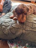 Dachshund dogs - Advert 10