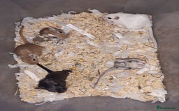 Gerbil rodents for sale: Super friendly gerbils from hobby breeder  - Image 25