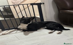 Border Collie dogs for sale: 8 month old male border collie - Image 4