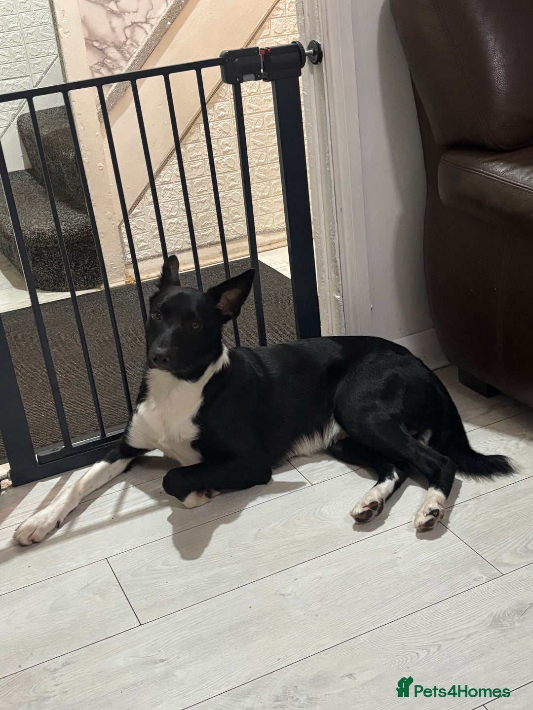 Border Collie dogs for sale: 8 month old male border collie - Image 4