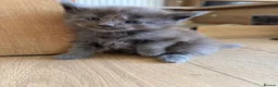 Maine Coon cats for sale: Maine Coon kittens  - Advert 33