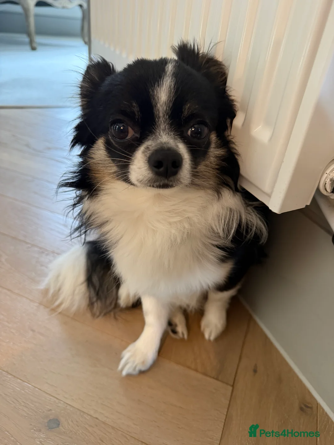 Chihuahua dogs for sale: Chihuahua boys searching for loving forever home  - Advert 4