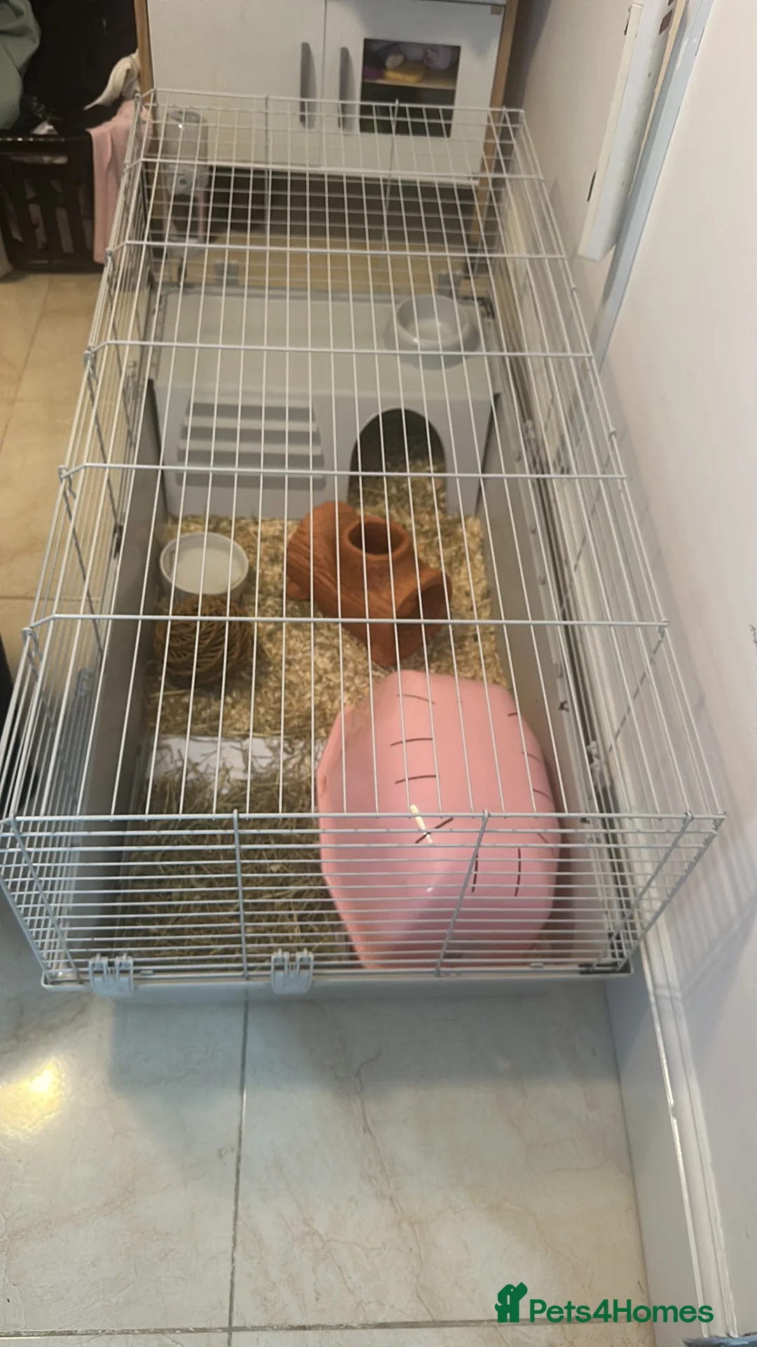 Guinea Pig rodents for sale: 2 x Female guinea pigs in Manchester - Advert 10