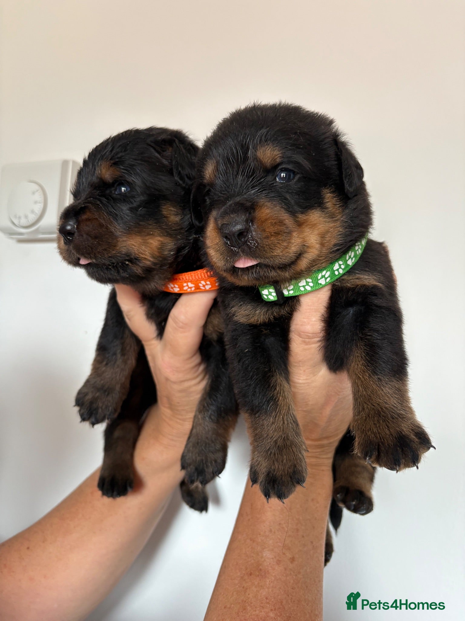 Rottweiler dogs KC Registered Rottweiler Puppies - Advert 2