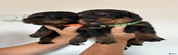 Rottweiler dogs for sale: KC Registered Rottweiler Puppies - Advert 2