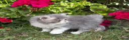 Exotic cats for sale: Exotic male kittens  - Advert 9