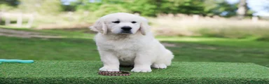 Golden Retriever 4