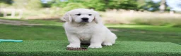 Golden Retriever dogs for sale: Beautiful KC Registered golden retriever puppies - Advert 7